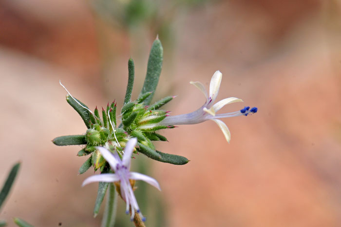 Ipomopsis multiflora, Manyflowered Ipomopsis Gilia